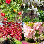 22 Best Small Trees for Front Yard Landscaping Designs