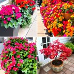 22 Outdoor Plants for Patio: Greenery and Ambiance