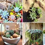 22 Succulent Garden Ideas for Easy-Care Greenery
