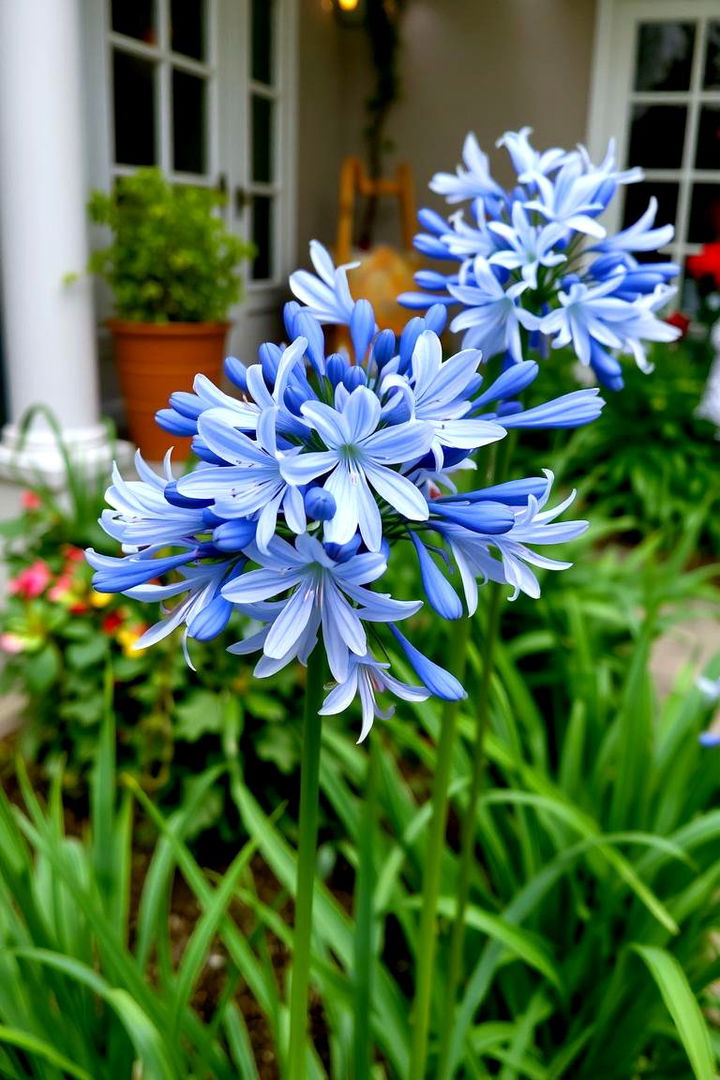 Agapanthus Elegant Patio Blooms - 22 Patio Plants