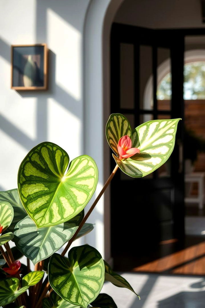 Begonia Bold Expression - 22 Front Door Plants