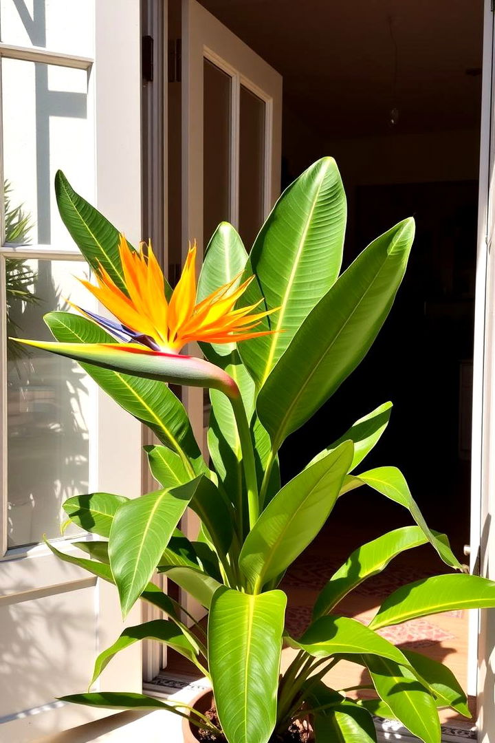 Bird of Paradise Tropical Flair - 22 Front Door Plants