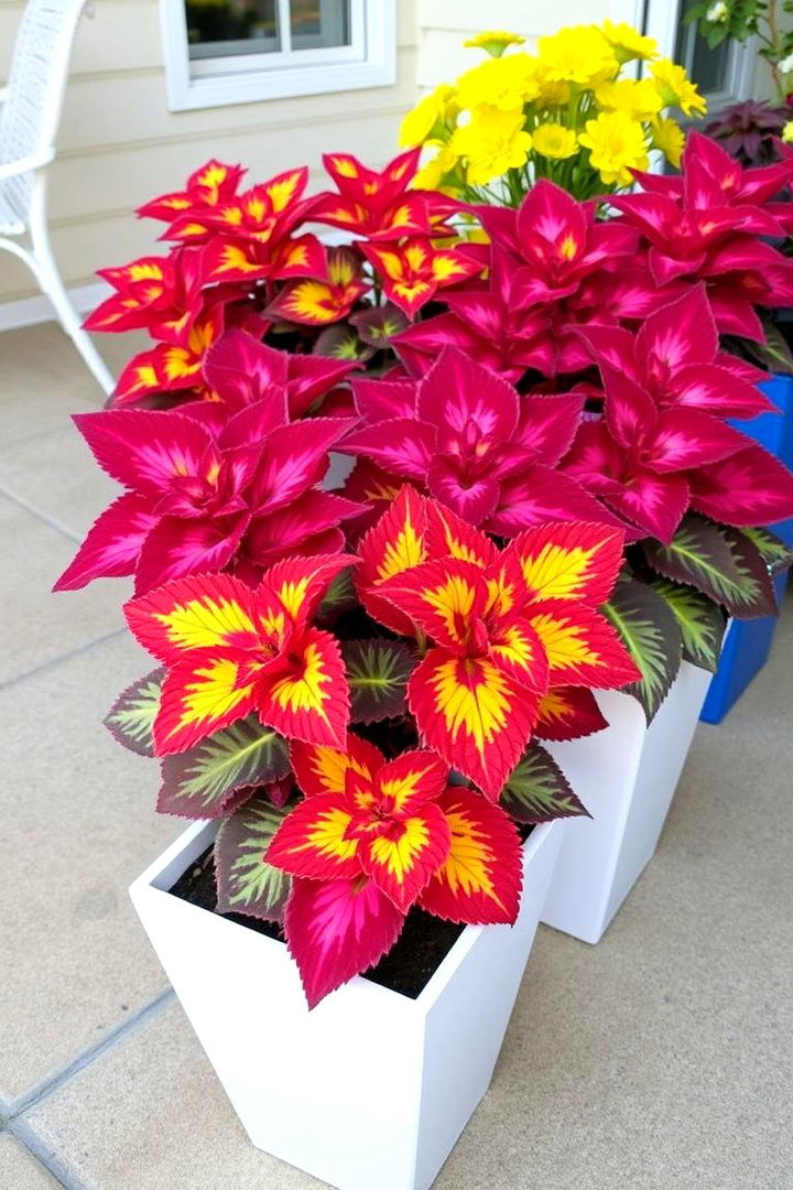 Coleus Colorful Patio Foliage - 22 Patio Plants