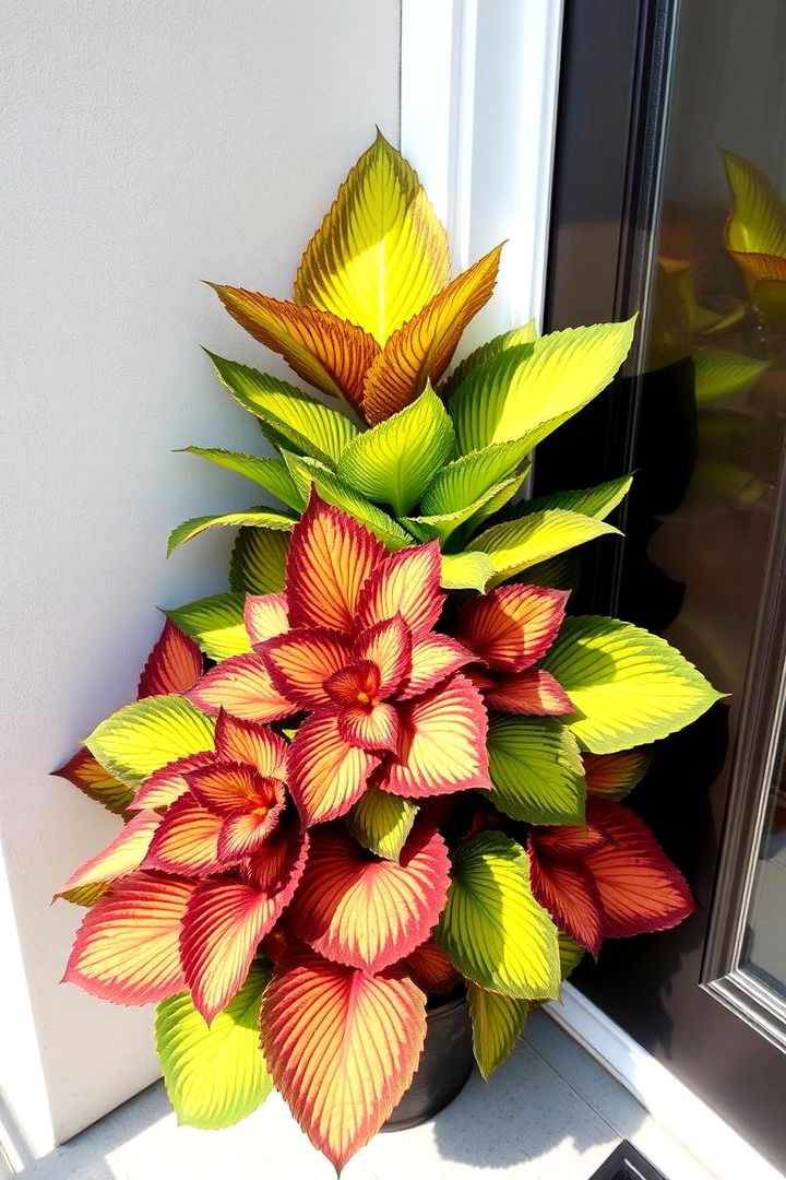 Coleus Intricate Hues - 22 Front Door Plants