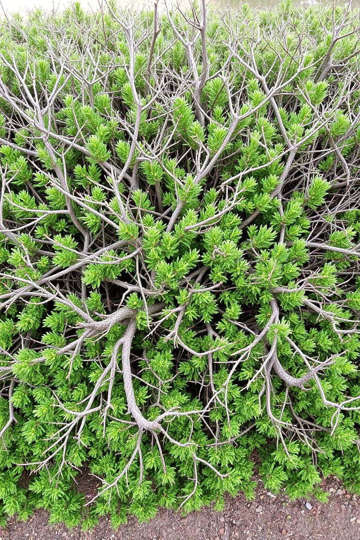 Dense Bordering Shrubs - 22 Shrubs for Privacy