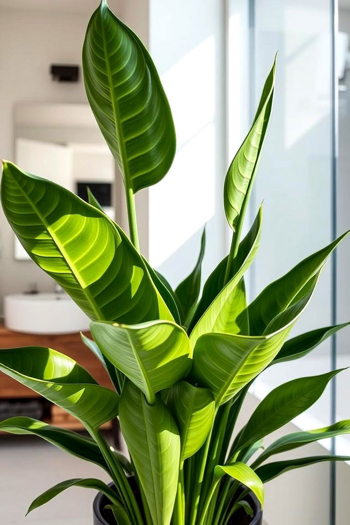 Enduring ZZ Plant - 22 Best Plants for Bathroom