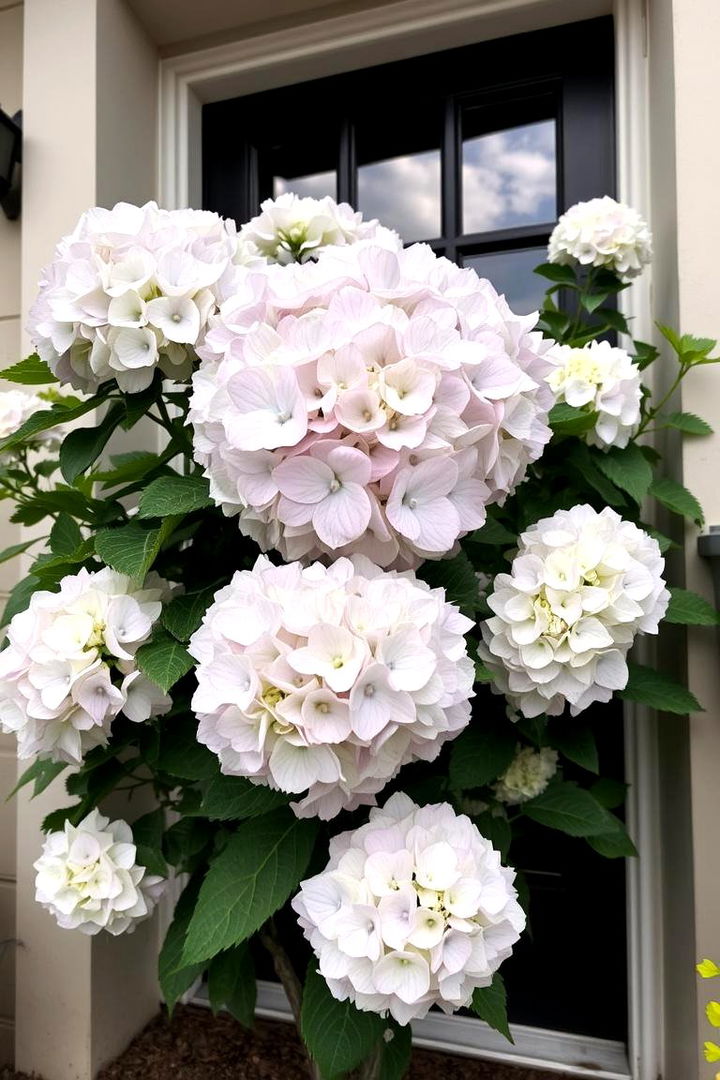 Hydrangea Majesty at the Door - 22 Front Door Plants