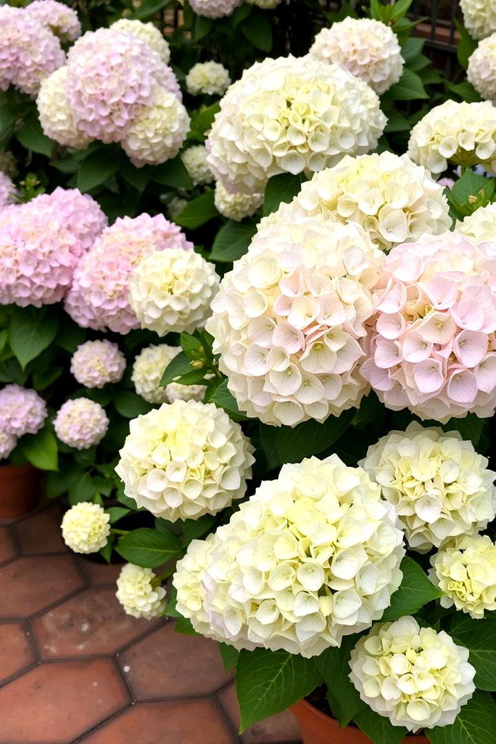Hydrangeas for Lush Blooms and Versatile Beauty - 22 Outdoor Plants for Patio