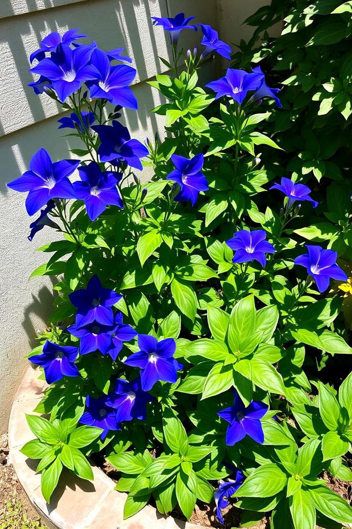 Lobelia for Deep Blue Touches - 22 Flowering Plants for Balcony