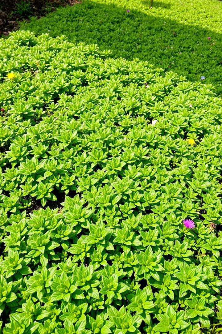 Low Maintenance Groundcover - 22 Sloped Garden Ideas