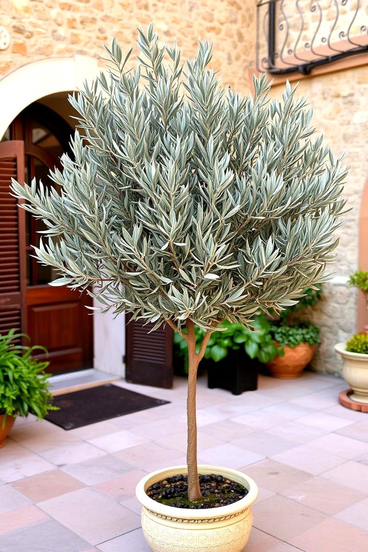 Olive Tree Timeless Patio Accent - 22 Patio Plants