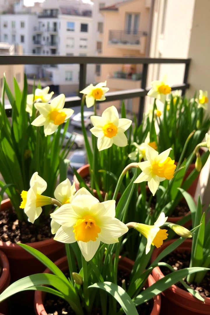 Sun Drenched Balcony Daffodils - 22 Daffodil Garden Ideas