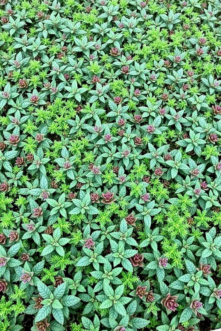 Versatile Low Maintenance Groundcovers - 22 Front Yard Evergreen Landscaping Ideas