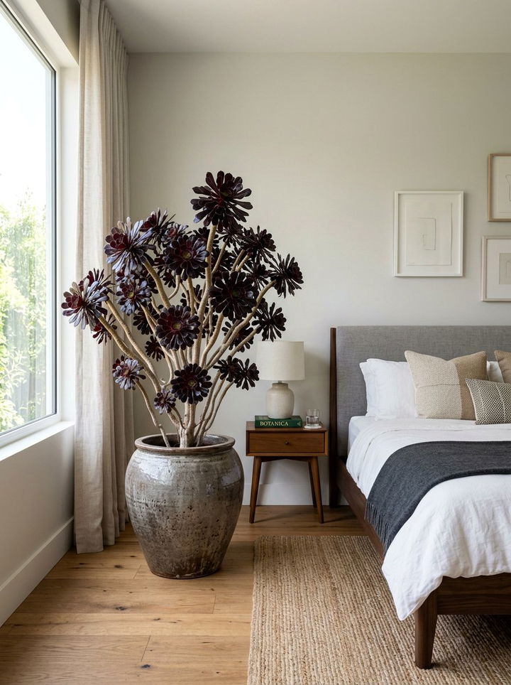 Aeonium large bedroom focal point - 30 bedroom succulents