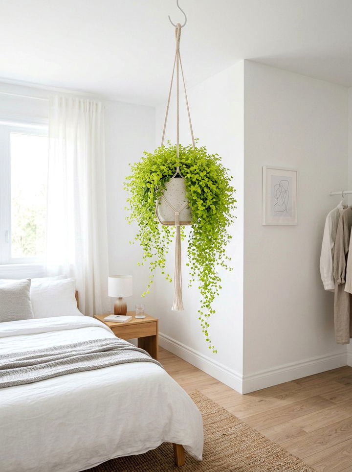 Babys Tears Hanging - 30 bedroom hanging plants