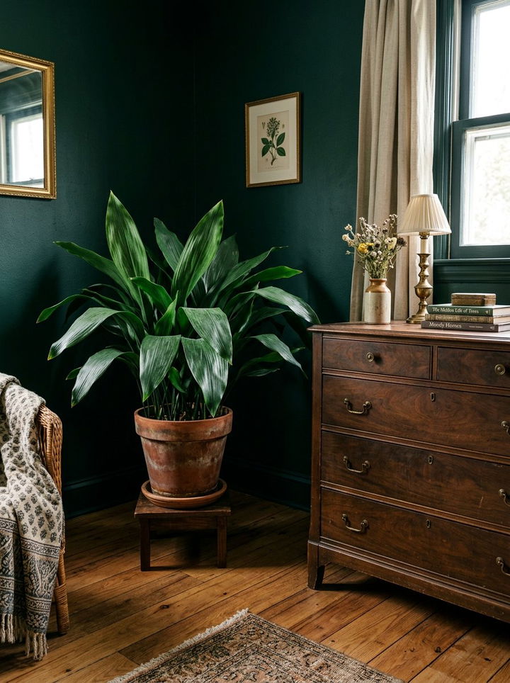 Cast Iron Plant Bedroom - 30 bedroom low light plants
