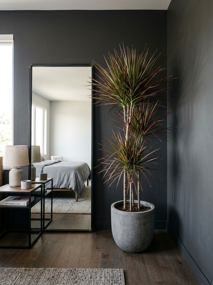 Dracaena Marginata Bedroom - 30 bedroom low light plants