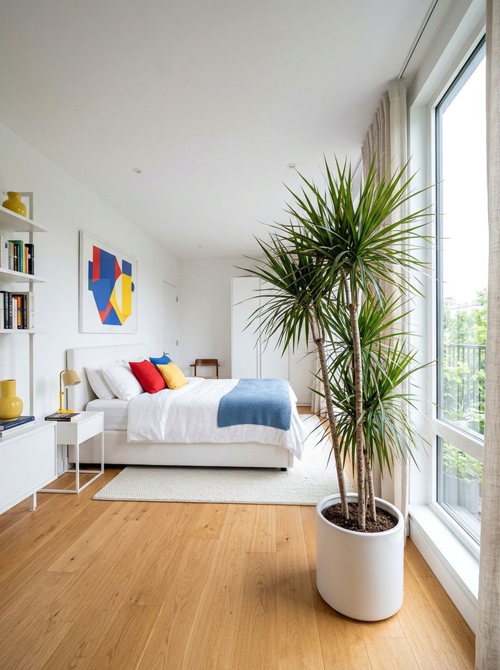 Dracaena Marginata Indoor - 30 bedroom plants