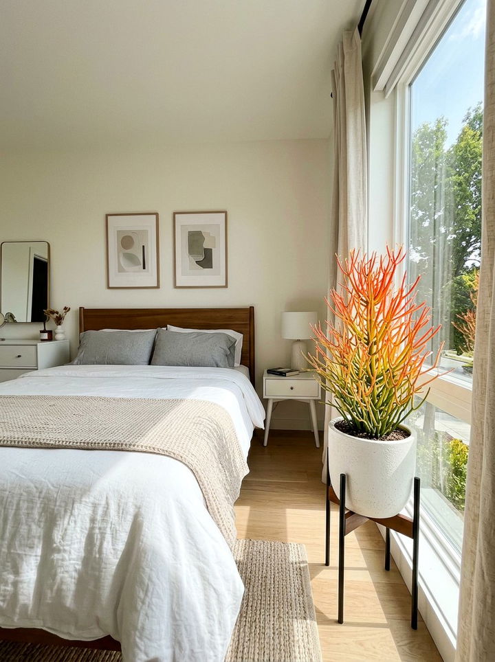 Firestick succulent vibrant room - 30 bedroom succulents