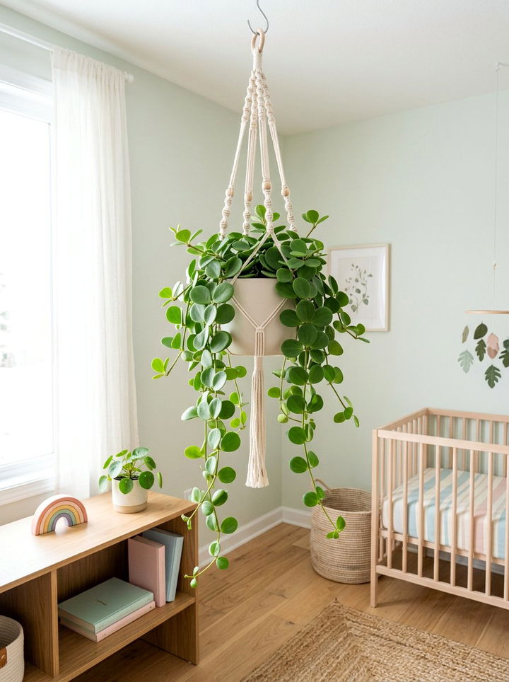 Peperomia Hope Hanging - 30 bedroom hanging plants