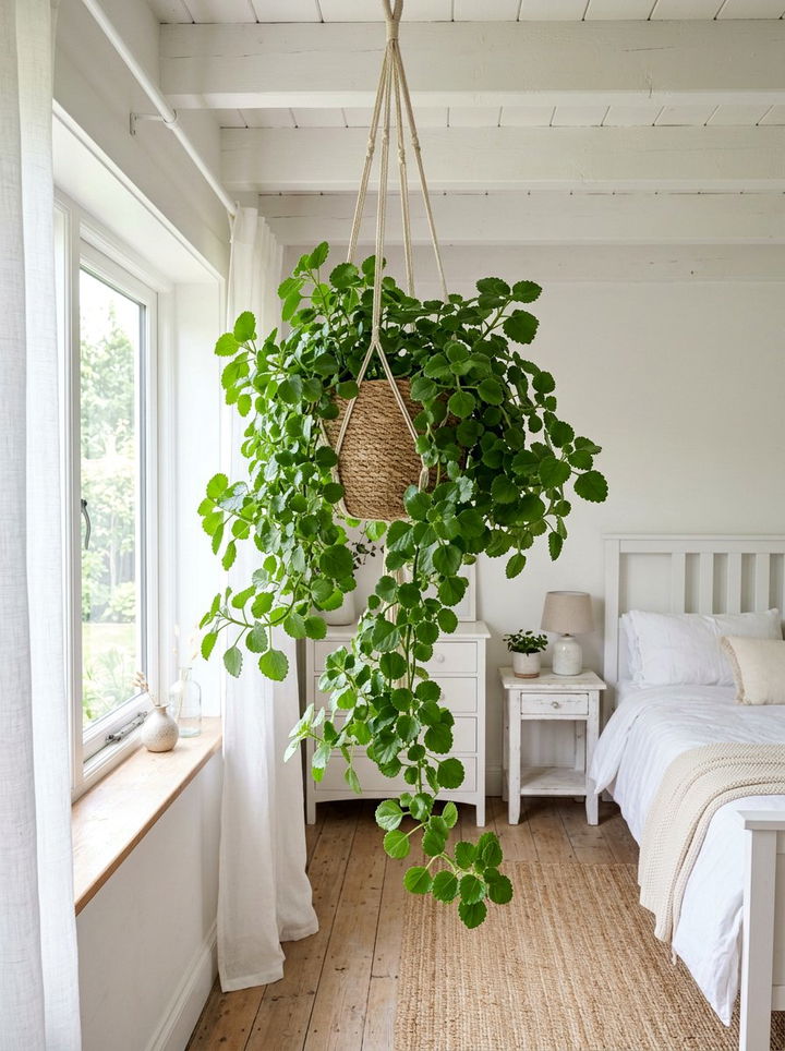 Swedish Ivy Hanging - 30 bedroom hanging plants